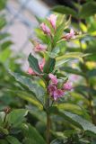 Weigela praecox