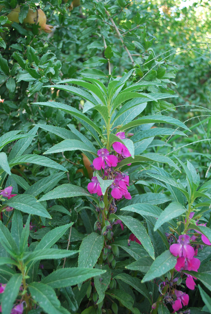 Изображение особи Impatiens balsamina.