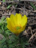 Adonis volgensis