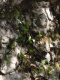 Smilax aspera. Растение на скале. Испания, автономное сообщество Каталония, провинция Барселона, монастырь Монтсеррат. 09.07.2012.