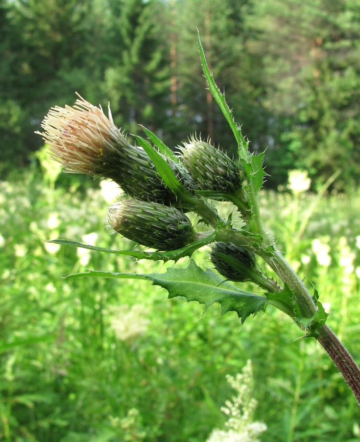 Изображение особи Cirsium × hybridum.