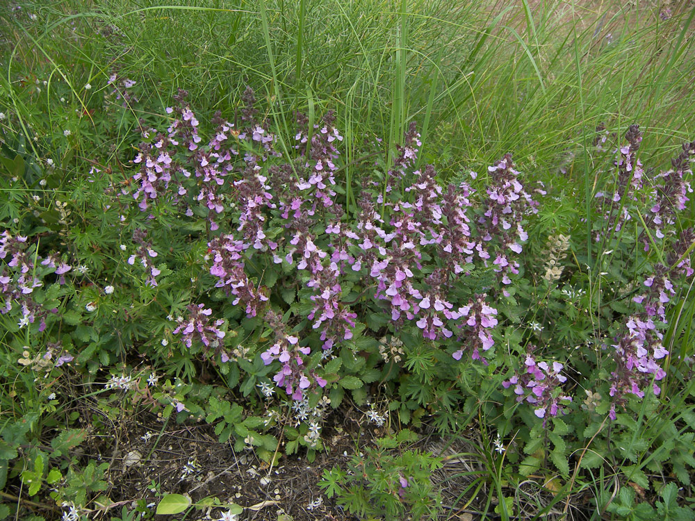 Image of Teucrium nuchense specimen.