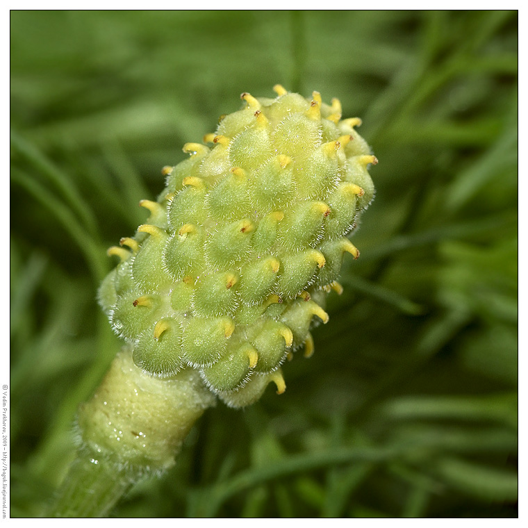 Изображение особи Adonis vernalis.