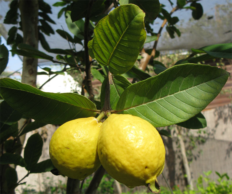 Image of Psidium guajava specimen.