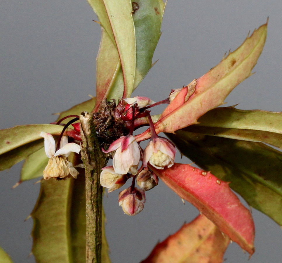 Изображение особи Berberis soulieana.