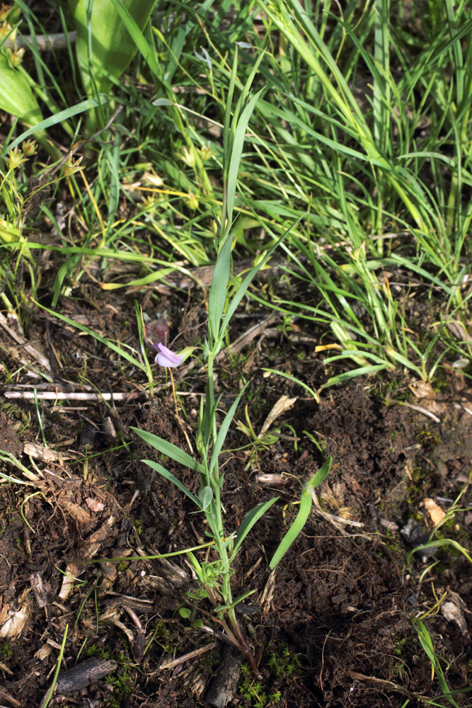 Image of Lathyrus inconspicuus specimen.