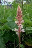 Orobanche alba