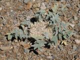Astragalus scabrisetus