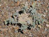 Astragalus scabrisetus