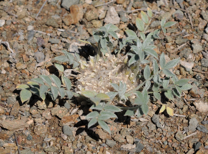 Изображение особи Astragalus scabrisetus.