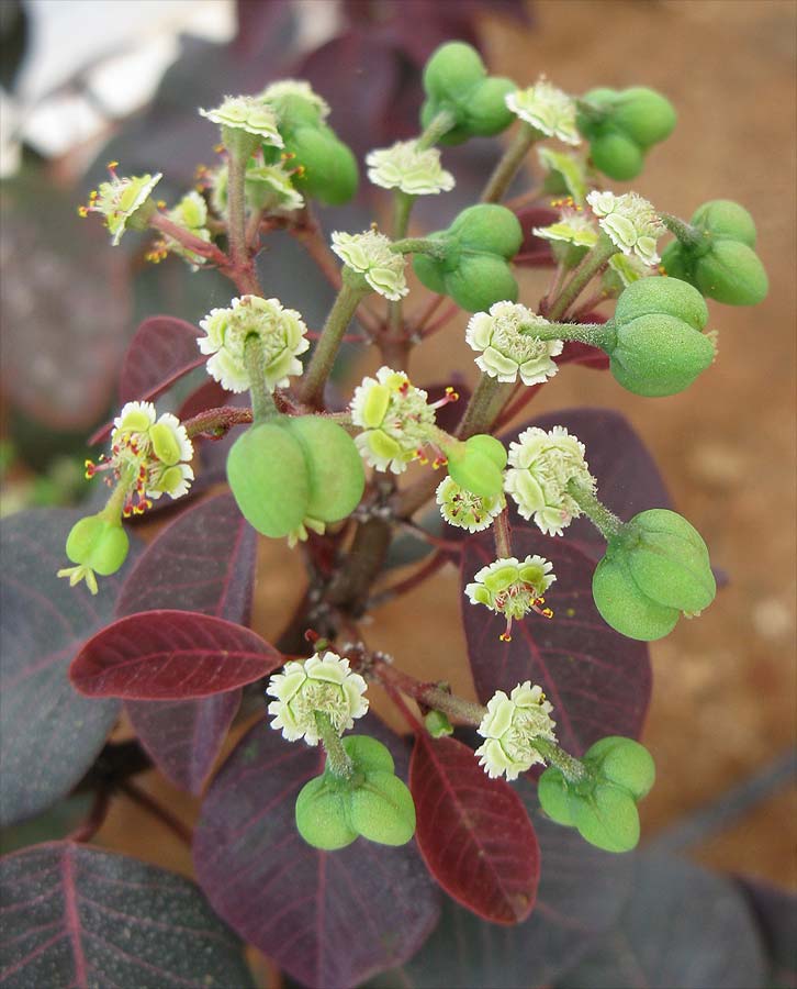 Изображение особи Euphorbia cotinifolia.
