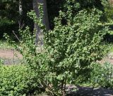 Berberis × neubertii