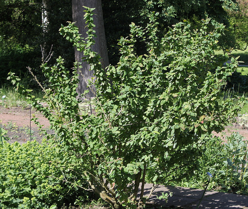 Image of Berberis &times; neubertii specimen.