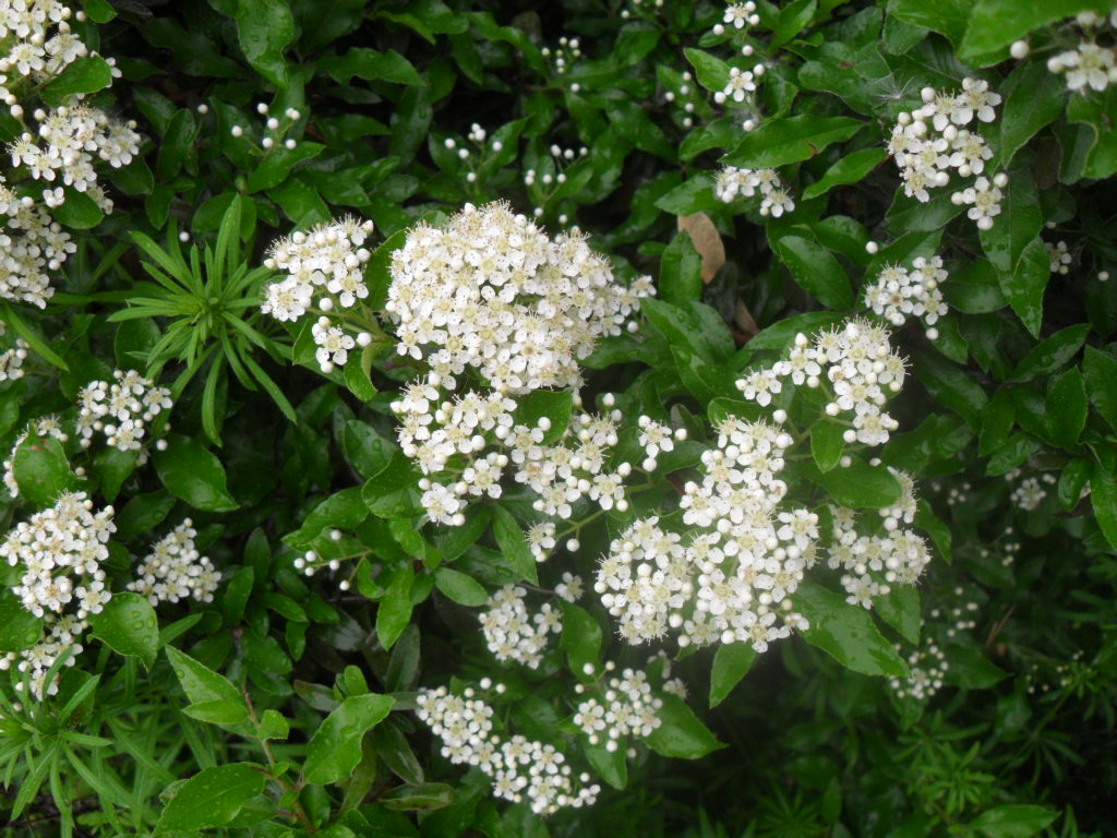 Изображение особи Pyracantha coccinea.