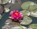 Nymphaea &times; marliacea