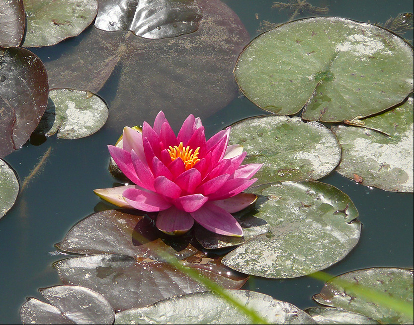 Image of Nymphaea &times; marliacea specimen.