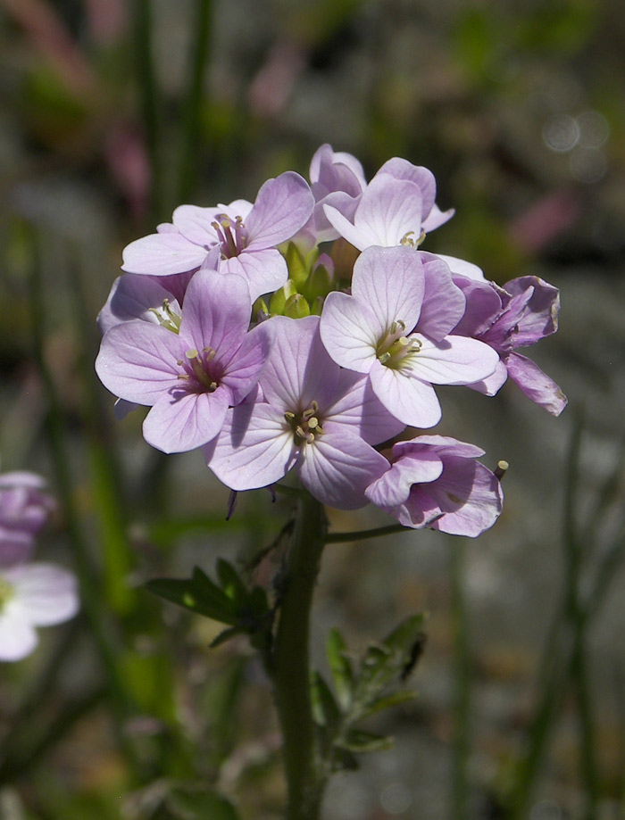 Изображение особи Cardamine seidlitziana.