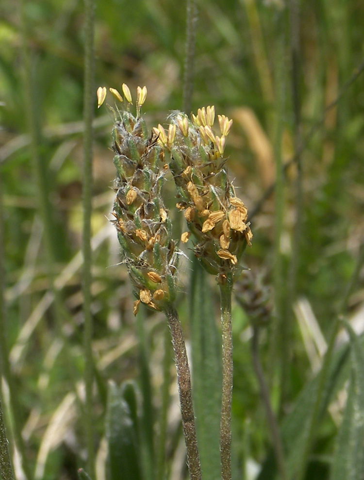 Изображение особи Plantago atrata.