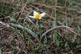 Tulipa turkestanica. Цветущее растение. Южный Казахстан, Таласский Алатау, зап. Аксу-Джабаглы, склон на подъёме от ущ. Жетымсай. 12.04.2013.