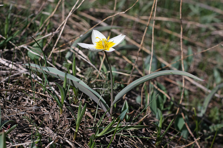 Изображение особи Tulipa turkestanica.