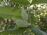 Asclepias syriaca