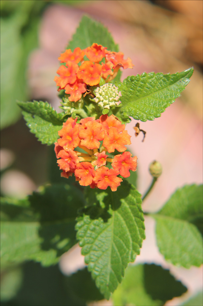 Image of Lantana camara specimen.
