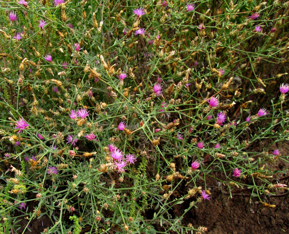 Image of Centaurea diffusa specimen.