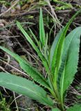 Saussurea parviflora. Верхушка растения. Архангельская обл., Пинежский р-н, юго-восточные окр. Пинежского заповедника, лес в районе распространения карста. 21.06.2013.