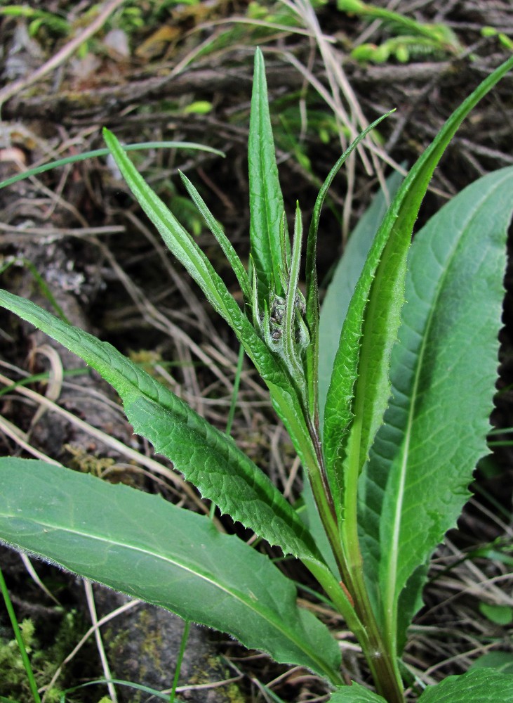 Image of Saussurea parviflora specimen.