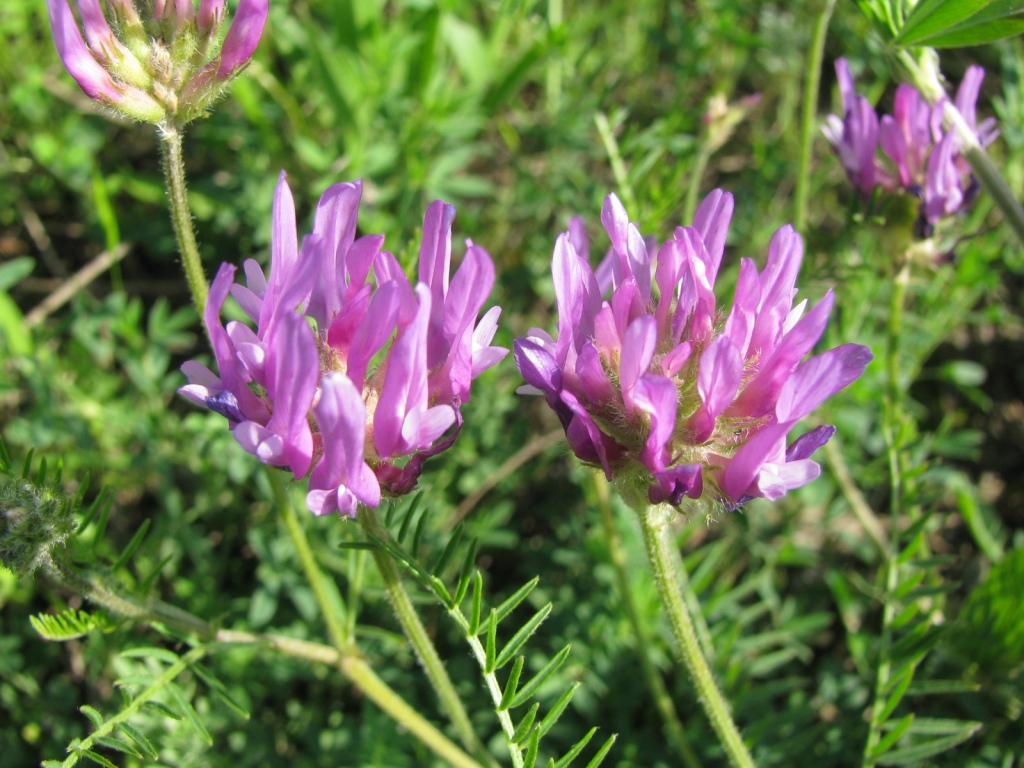 Изображение особи Astragalus onobrychis.