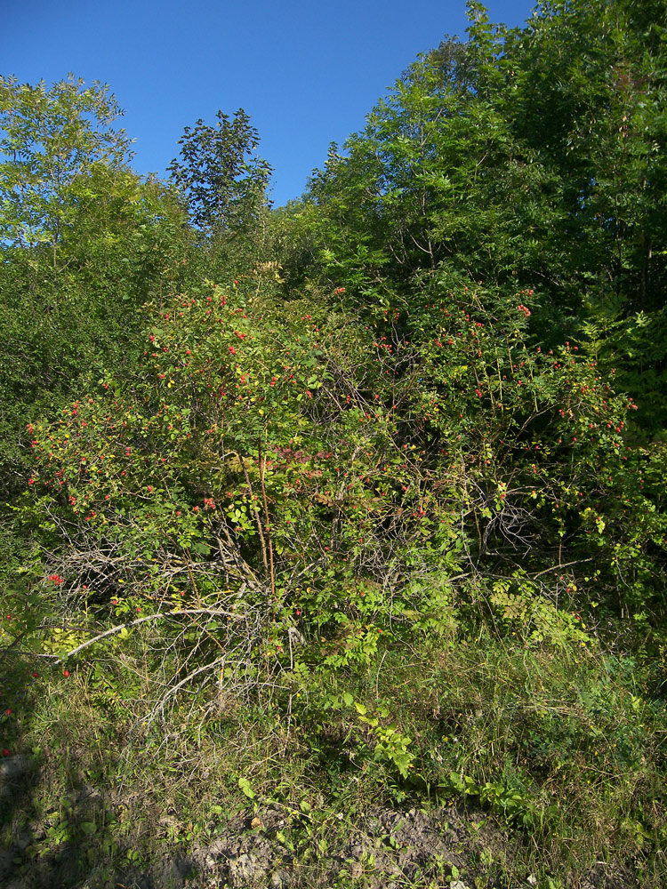 Image of Rosa corymbifera specimen.