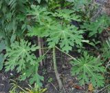 Carica papaya. Молодое растение. Таиланд, Бангкок. 17.06.2013.