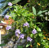 Duranta erecta