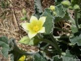 Ecballium elaterium