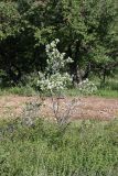 Lonicera nummulariifolia. Цветущее растение. Южный Казахстан, хр. Каржантау, ущ. Кызылбулак, левый склон. 27.05.2013.