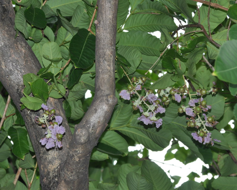 Image of Lagerstroemia speciosa specimen.