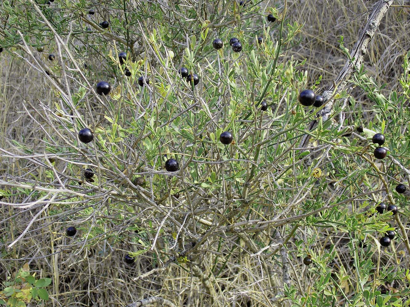 Image of Jasminum fruticans specimen.