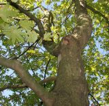Platanus orientalis. Верхняя часть ствола и скелетные ветви взрослого дерева. Германия, г. Дюссельдорф, Ботанический сад университета. 04.09.2013.