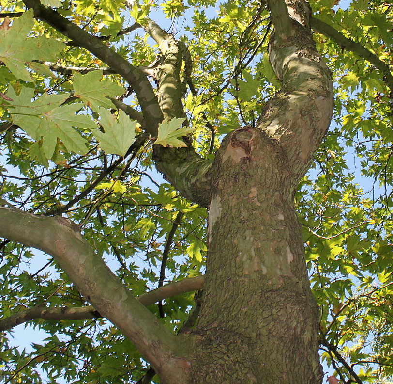 Image of Platanus orientalis specimen.