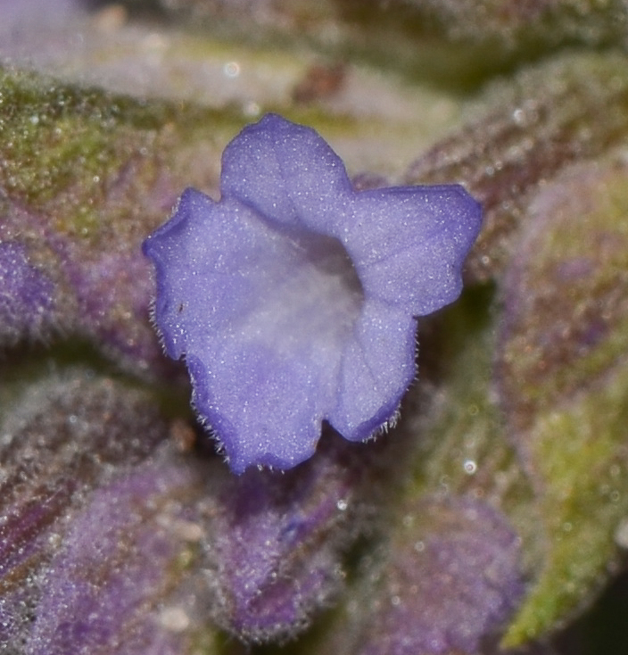 Image of Lavandula dentata specimen.