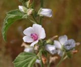 Althaea officinalis