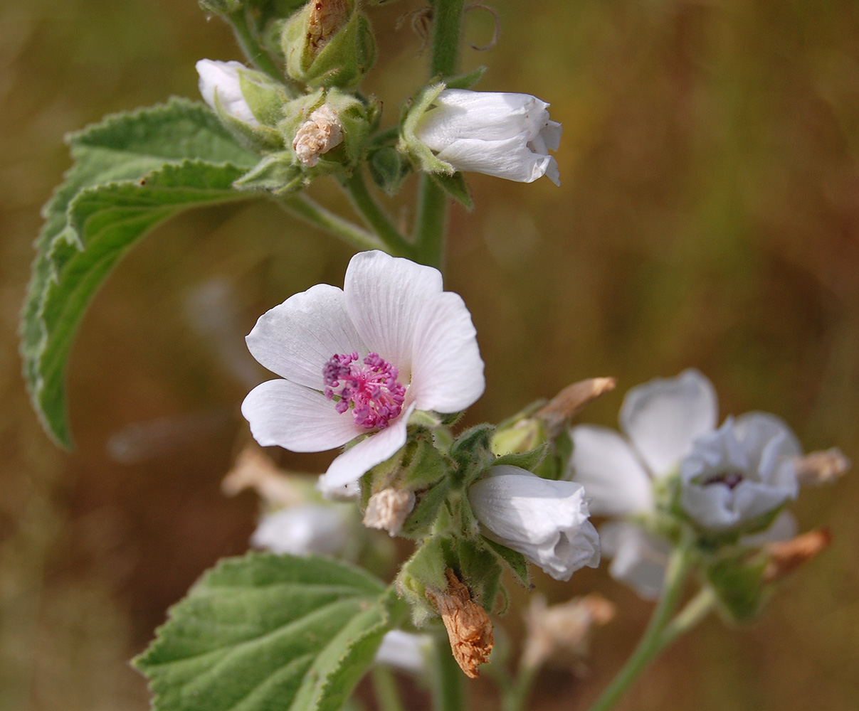 Изображение особи Althaea officinalis.