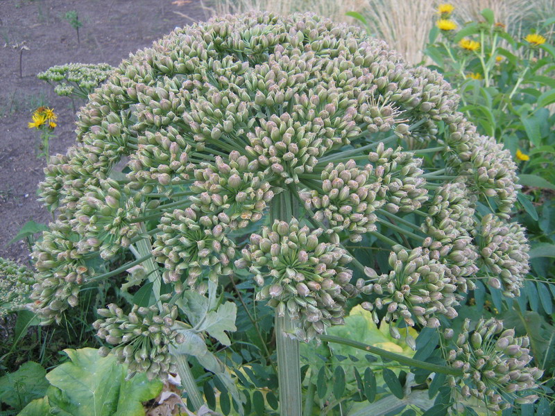 Image of Heracleum stevenii specimen.