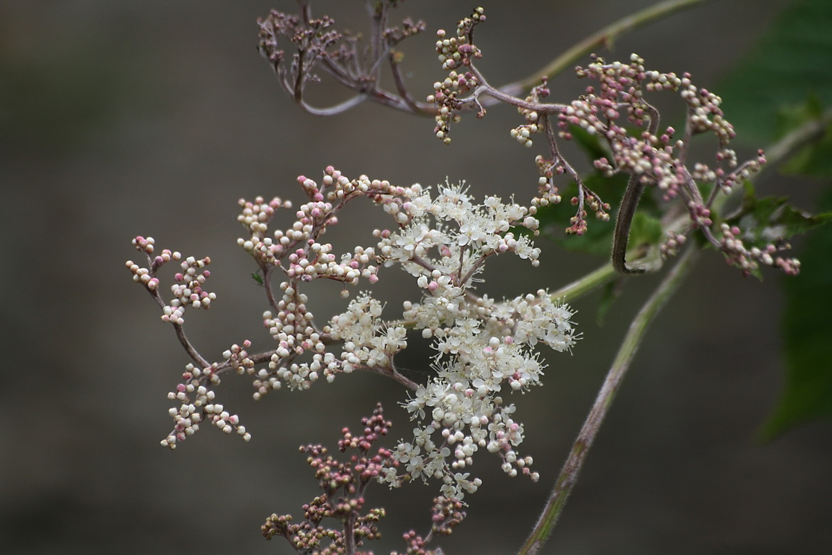 Image of Filipendula camtschatica specimen.