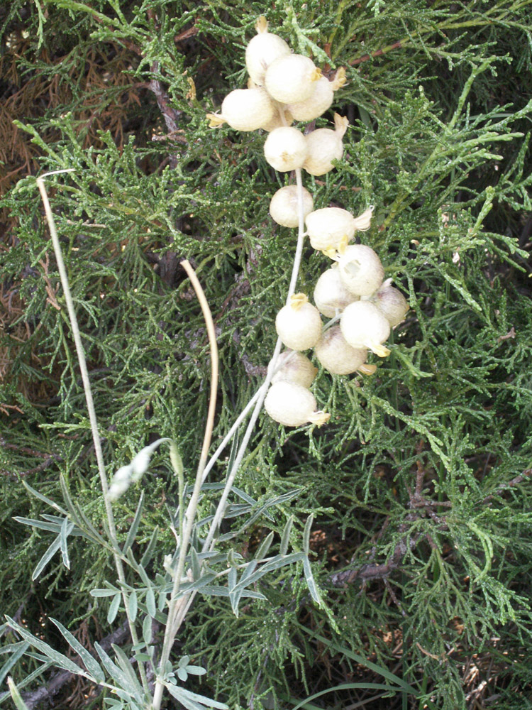 Изображение особи Astragalus krauseanus.