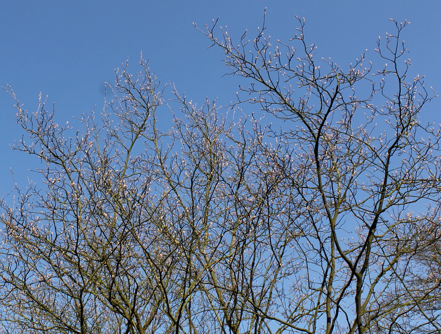 Image of Amelanchier canadensis specimen.