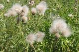 Cirsium setosum. Верхушка плодоносящего растения. Восточный Казахстан, Уланский р-н, окр. с. Украинка, луг. 16.08.2005.