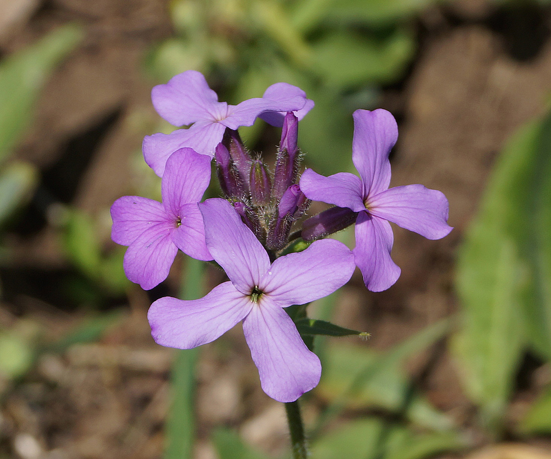 Image of Hesperis sibirica specimen.