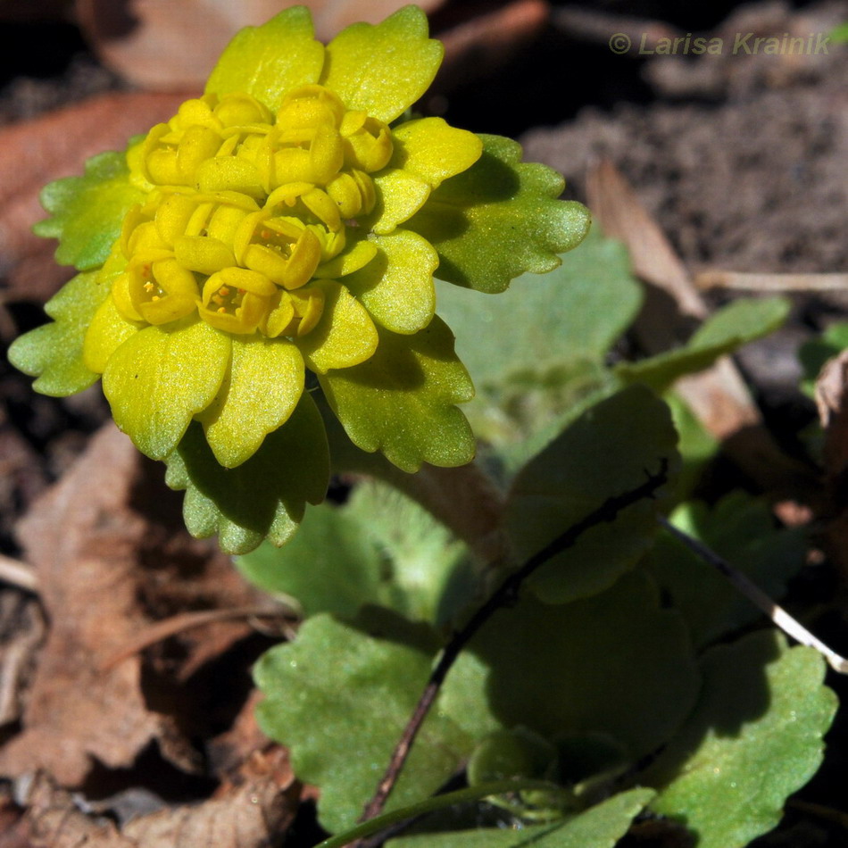 Изображение особи Chrysosplenium pilosum.