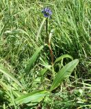 Gentiana macrophylla